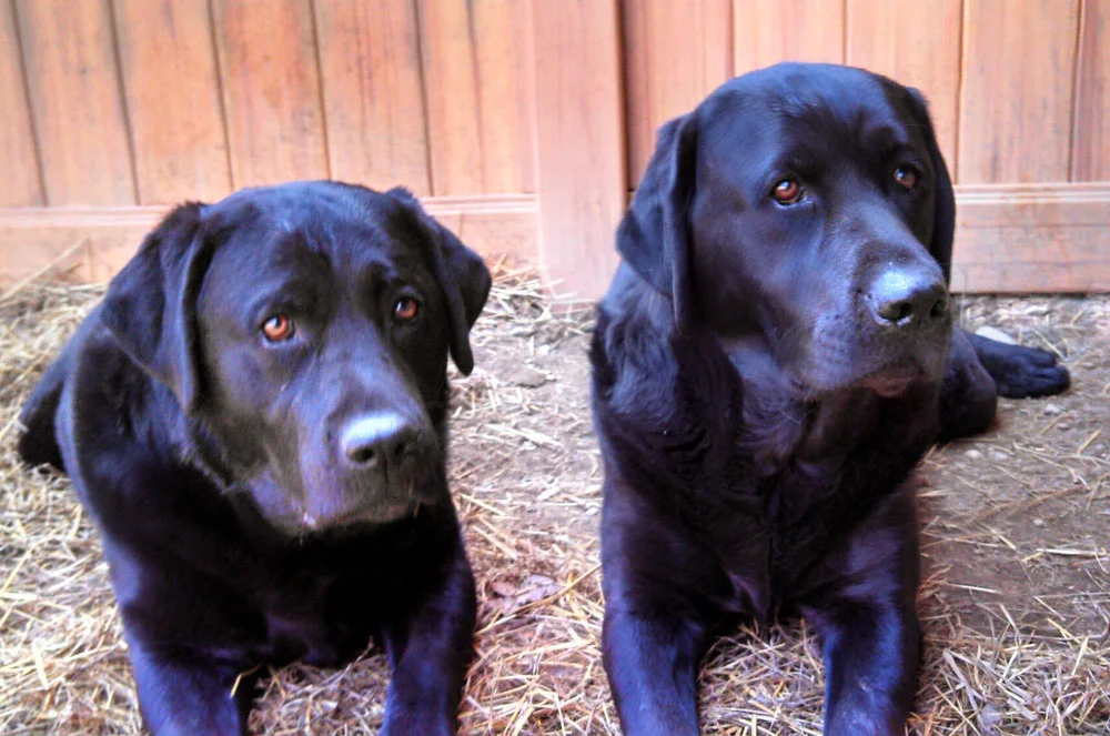 banner-doggy-day-care.jpg