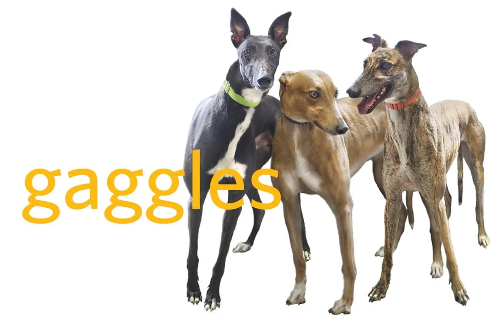 banner-gaggles.jpg