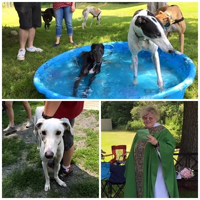 Greyhound Reunion & Blessing of the Hounds
