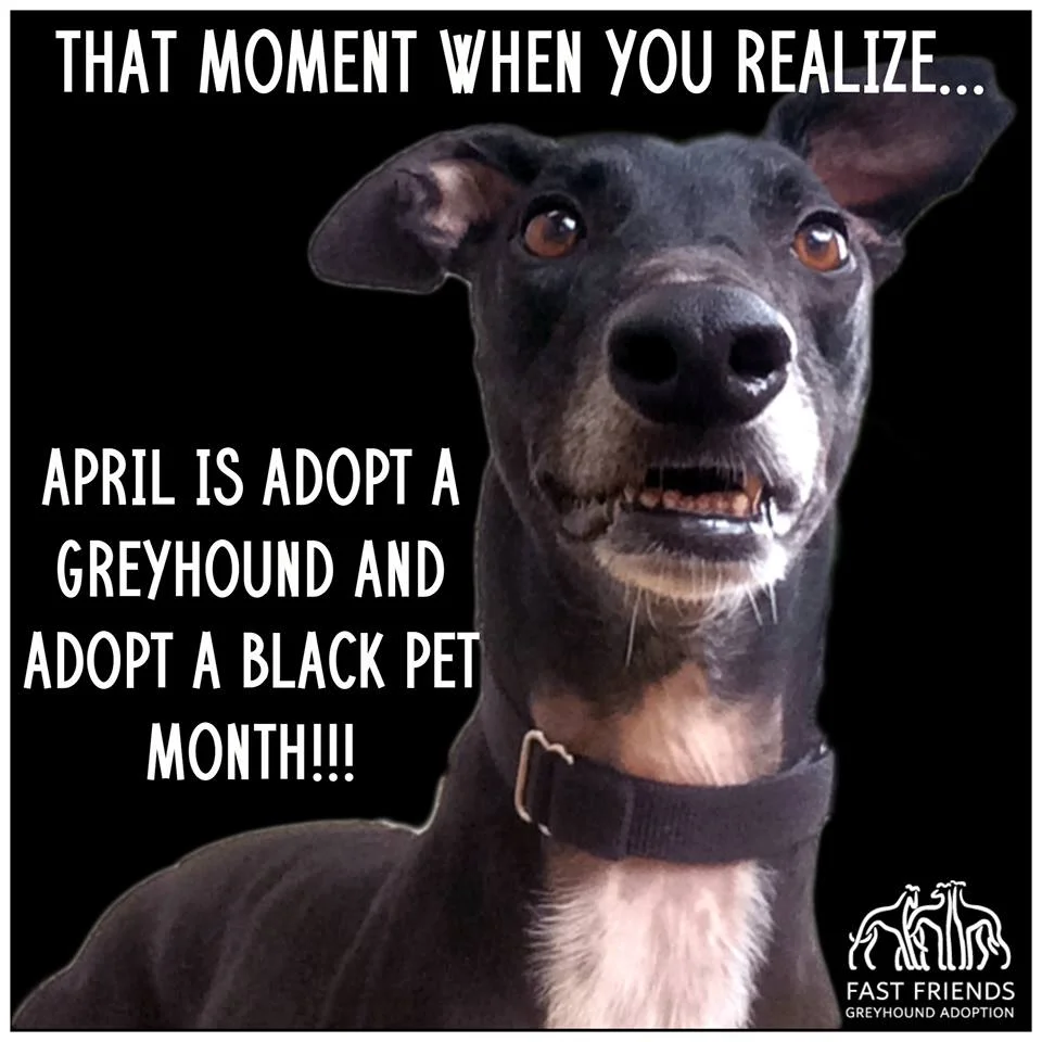 Adopt a Greyhound Month Begins