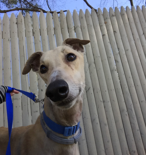 Yard Sale for Nutmeg