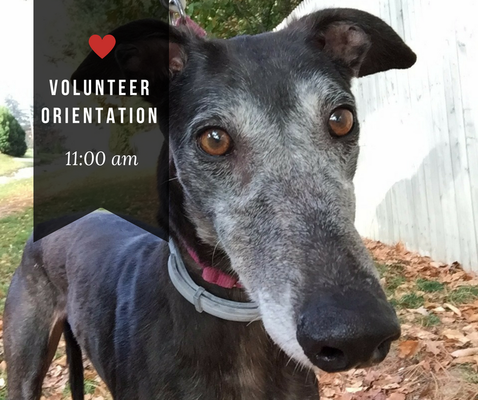 Volunteer Orientation