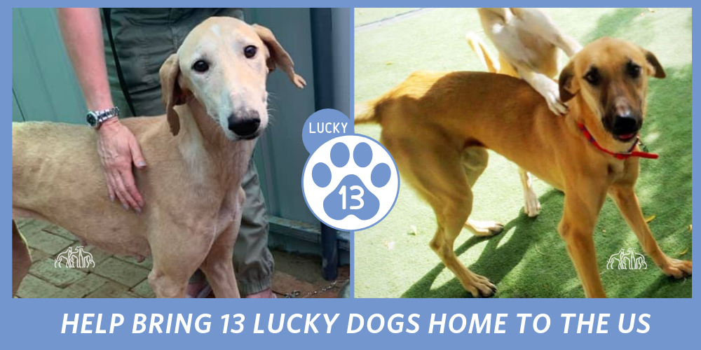 Lucky 13 homepage slide.png