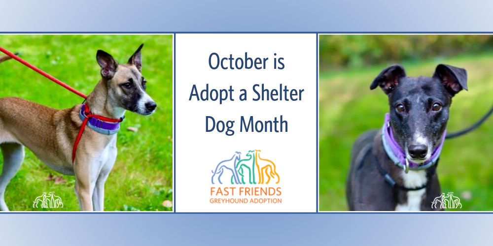 Adopt a Shelter Dog Month.png