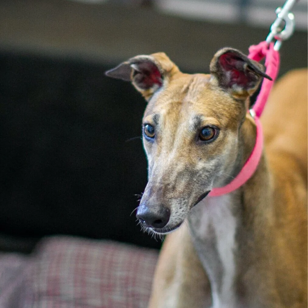 retired racing whippet adoption