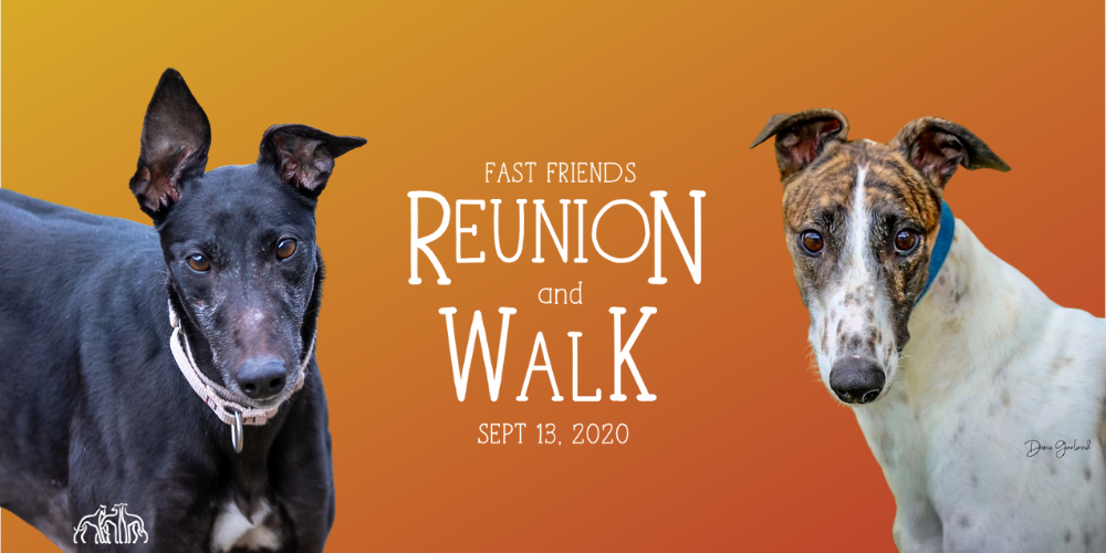 Greyhound Reunion &amp; Fundraising Walk