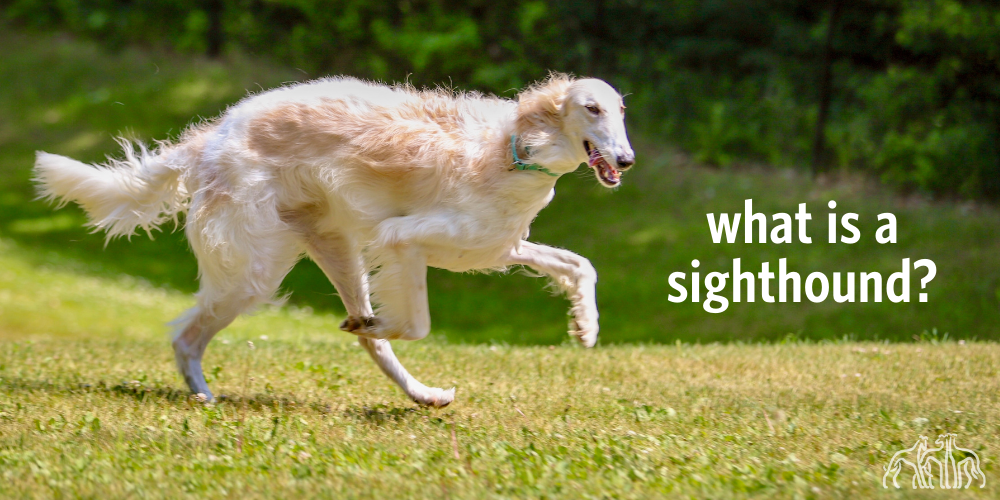 sighthound homepage slide.png