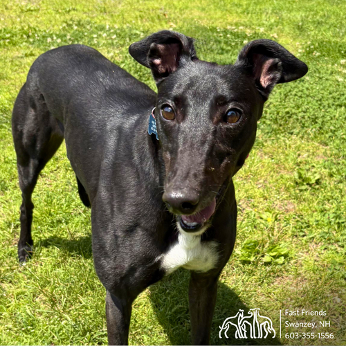 Greyhounds — fast friends greyhound adoption