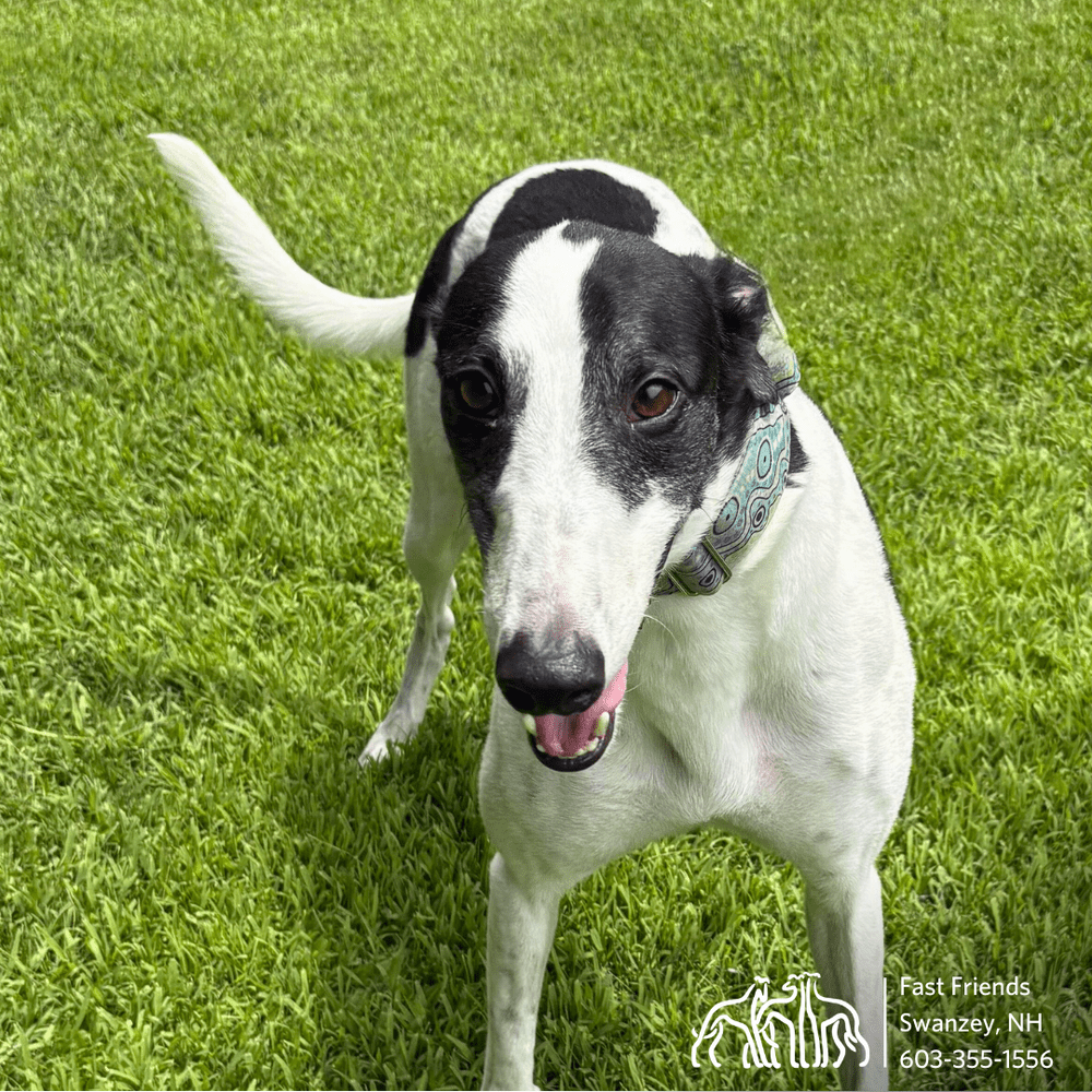 DIAMOND☆DOGS Cruising Show SWAN 【公式通販】