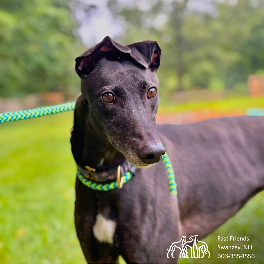 Adopt from Fast Friends — fast friends greyhound adoption