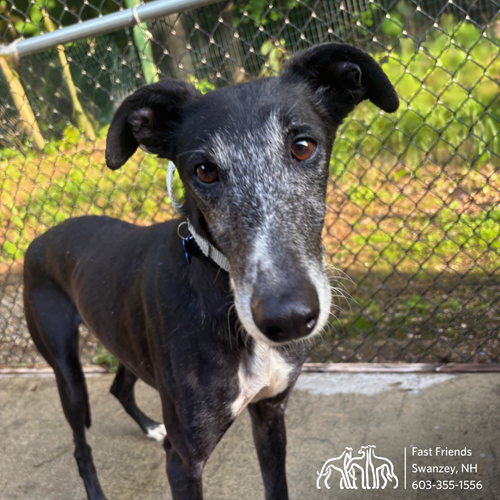Greyhounds — fast friends greyhound adoption