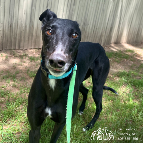 Greyhounds — fast friends greyhound adoption
