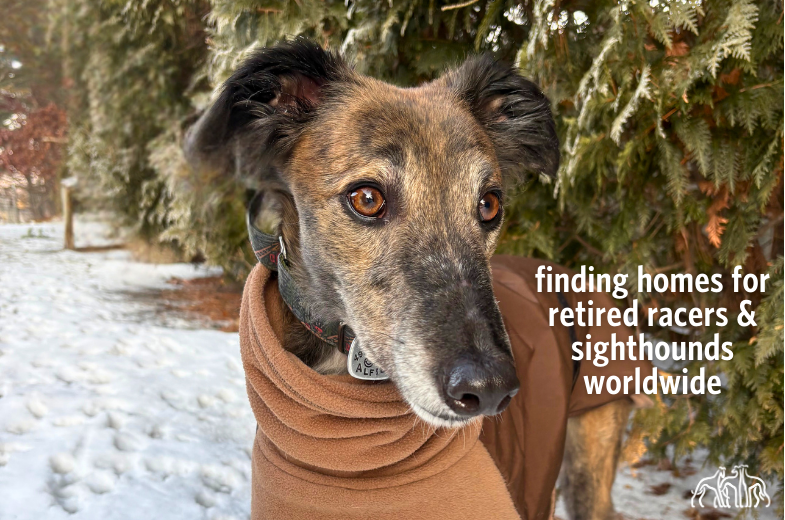 helping sighthounds worldwide.png