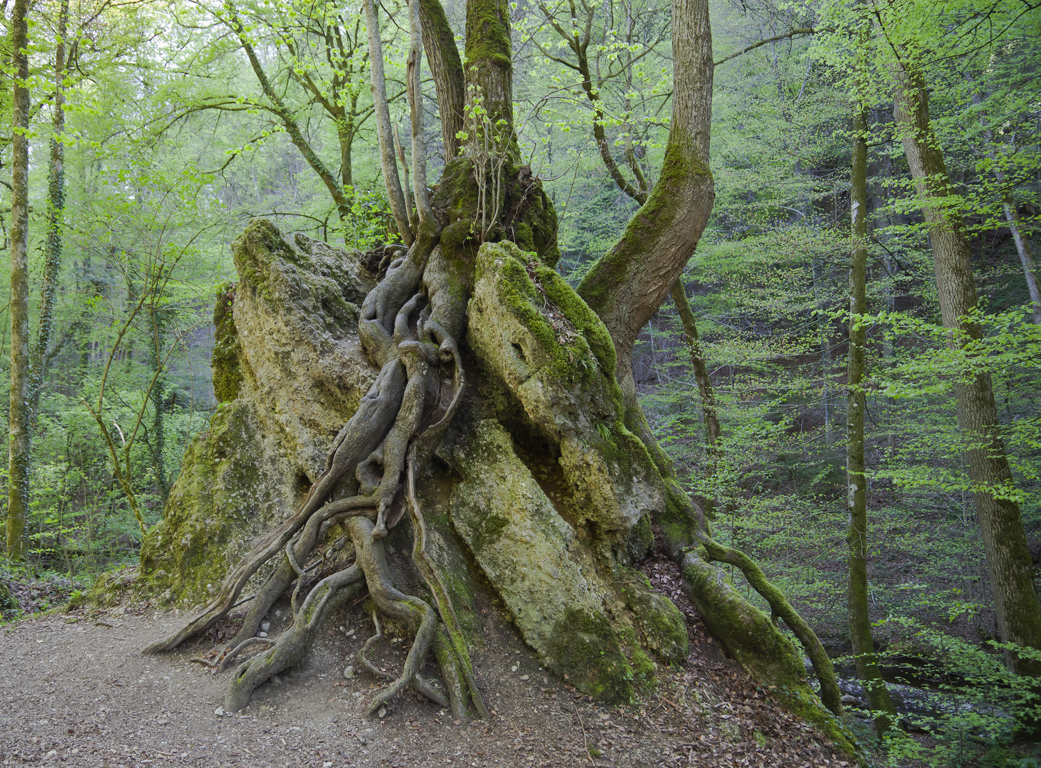 TREES, ROOTS, FUNGI, SOIL (part 1) — Treework environmental practice