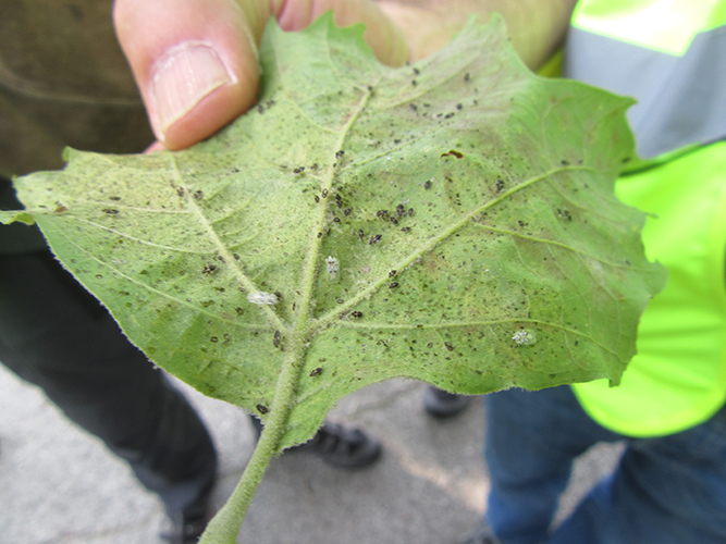 Plane Tree6.JPG