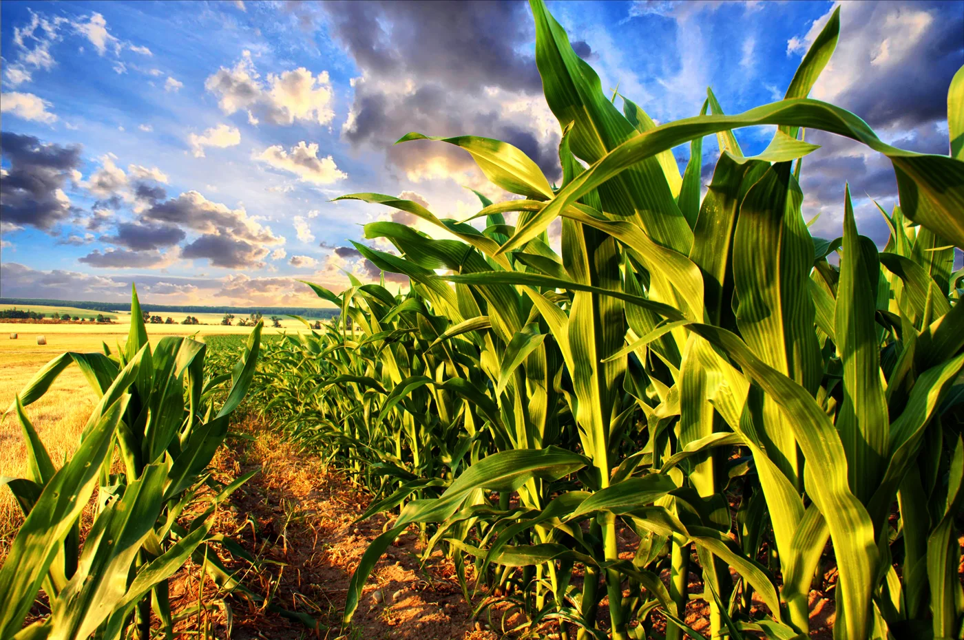 CornFieldWeb-1400.jpg