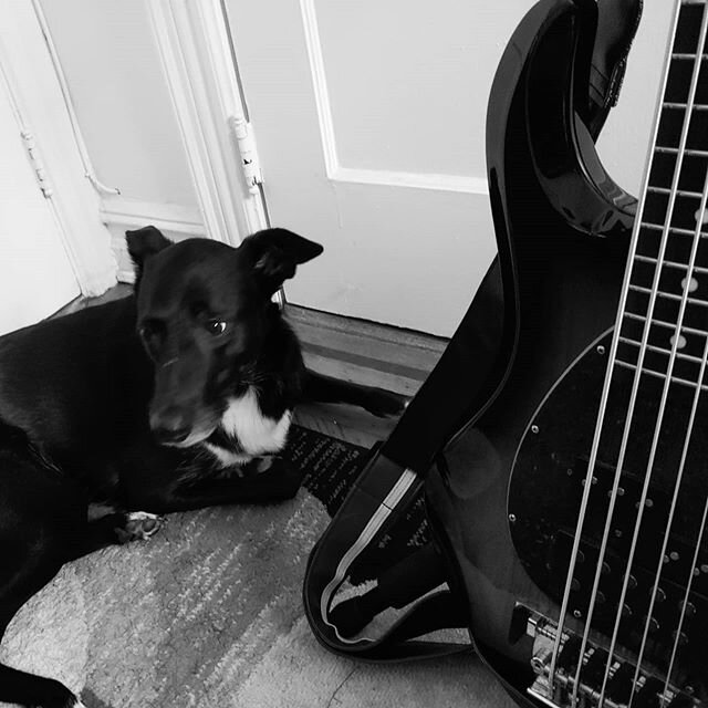 Bass and pup
.
.
.
. 
#dogsandguitars #dogsofinstagram #adoptdontshop #rescuedog #stingraybass