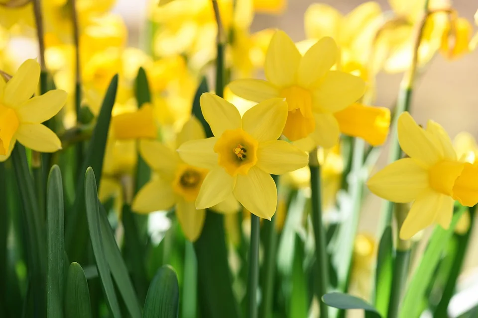 Daffodils are one of spring's greatest gifts. With a field of these at your feet, you can't help but smile. 