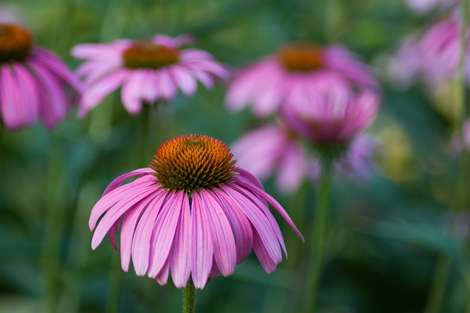 Echinaceas, or purple coneflowers as they're commonly known, add beautiful color to a landscape during summer.
