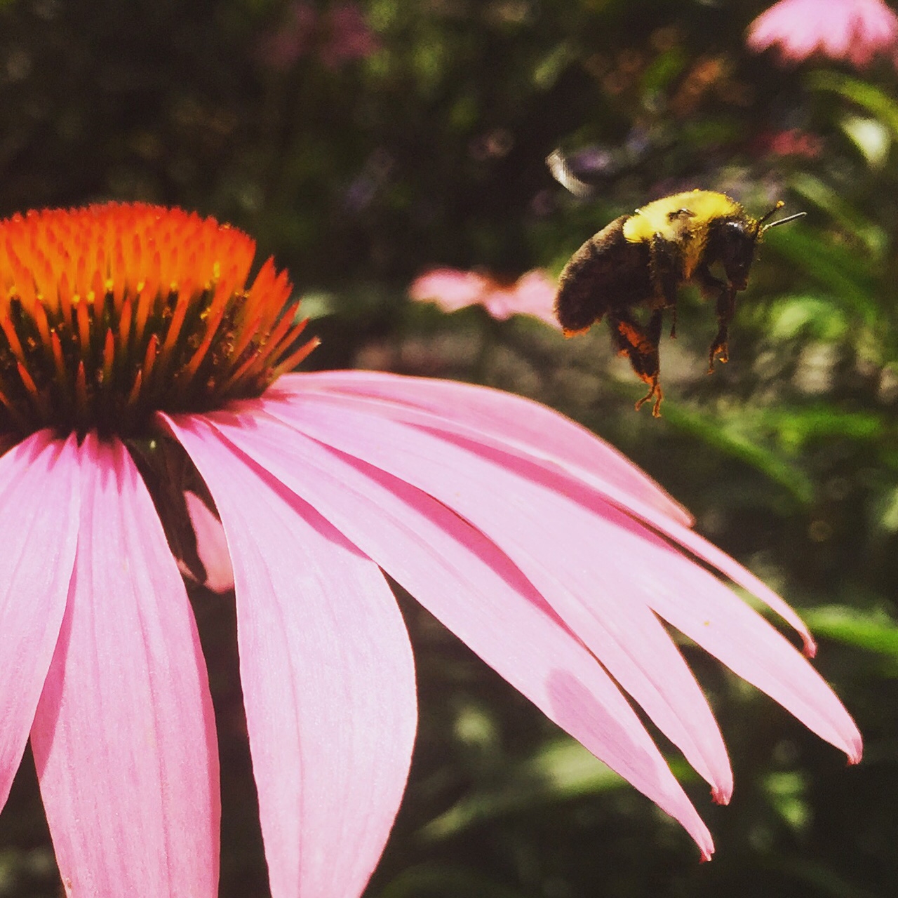A Bumblebee's Brunch. The Coneflower produces pollen favored by bees and produces seeds that are favored by the American Goldfinch. Photo by J.Lipartito