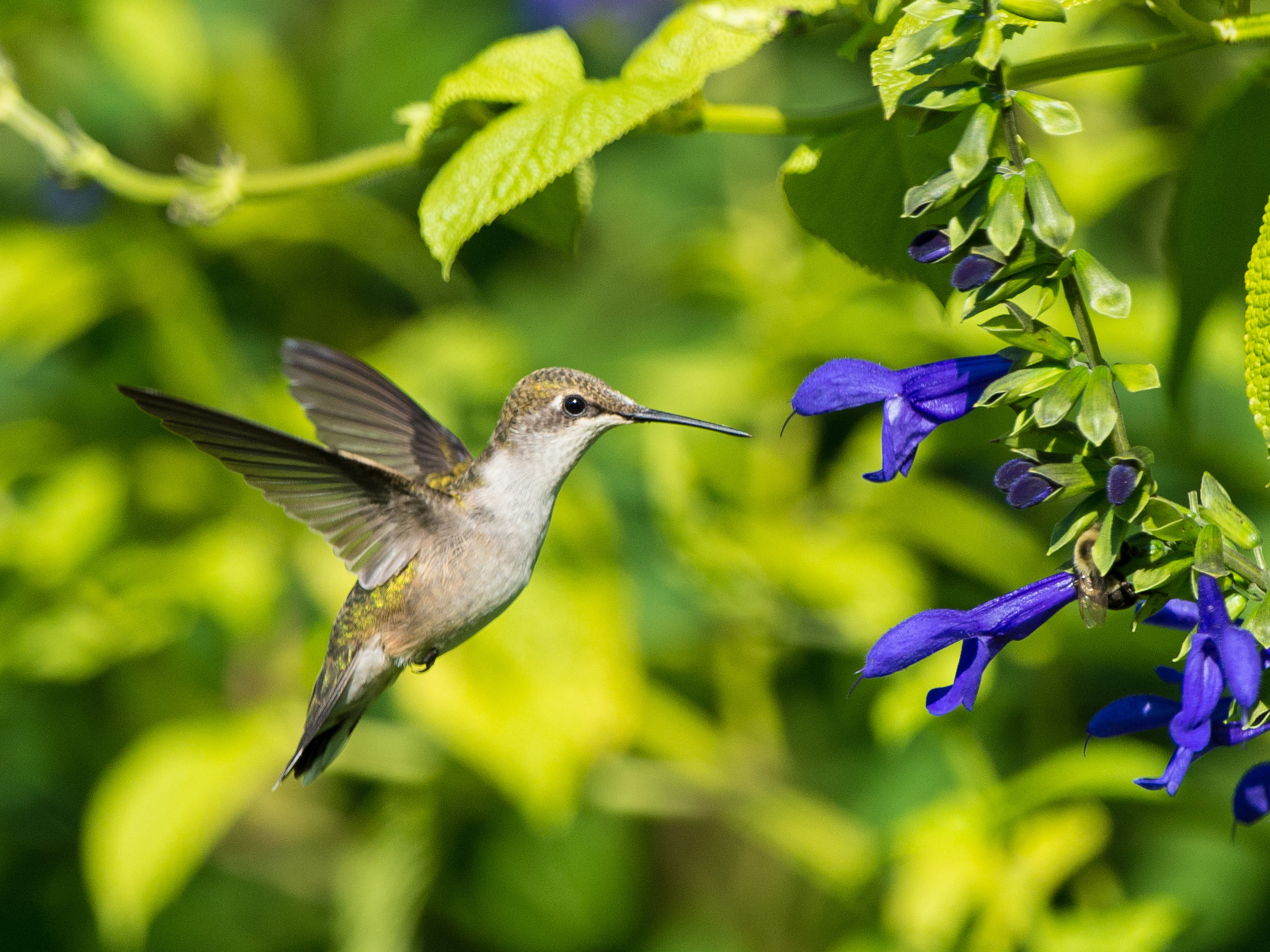 A Nose for Nectar. Hummingbirds love the sweet nectar of the Salvia flower. also known as Meadow Sage. Photo by M.Stovall