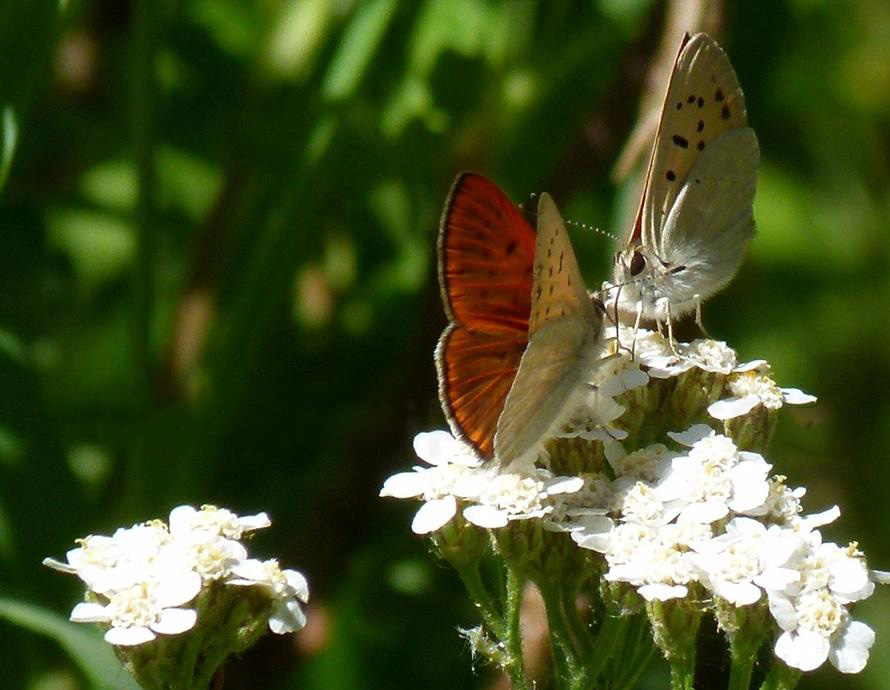 Table for Two. These Ruddy Copper butterflies are dining on a pad cluster of yarrow which is also deer-resistant.