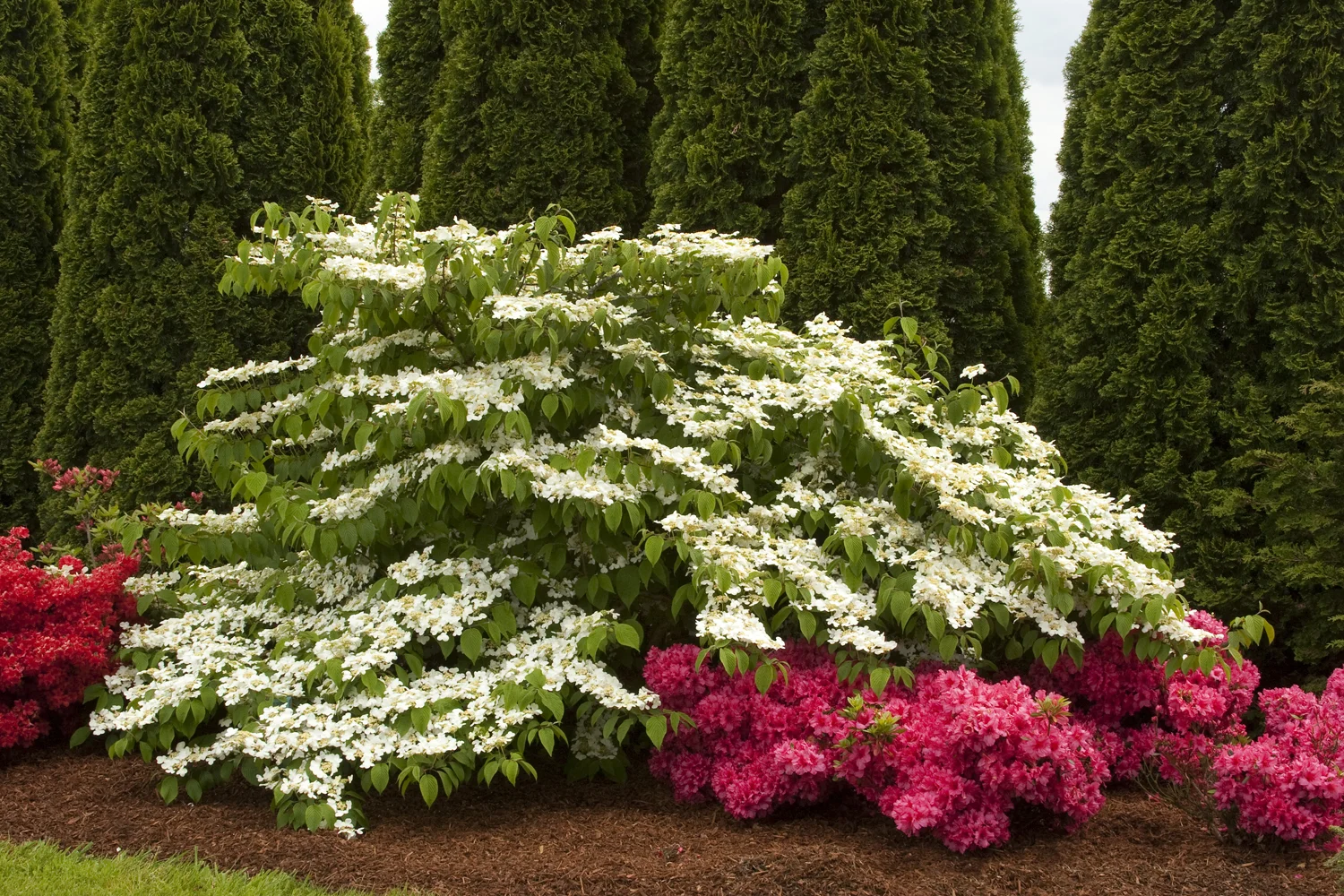 Doublefile Viburnum