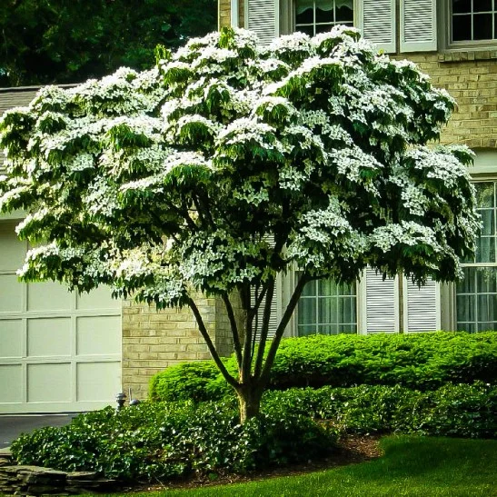 Kousa Dogwood
