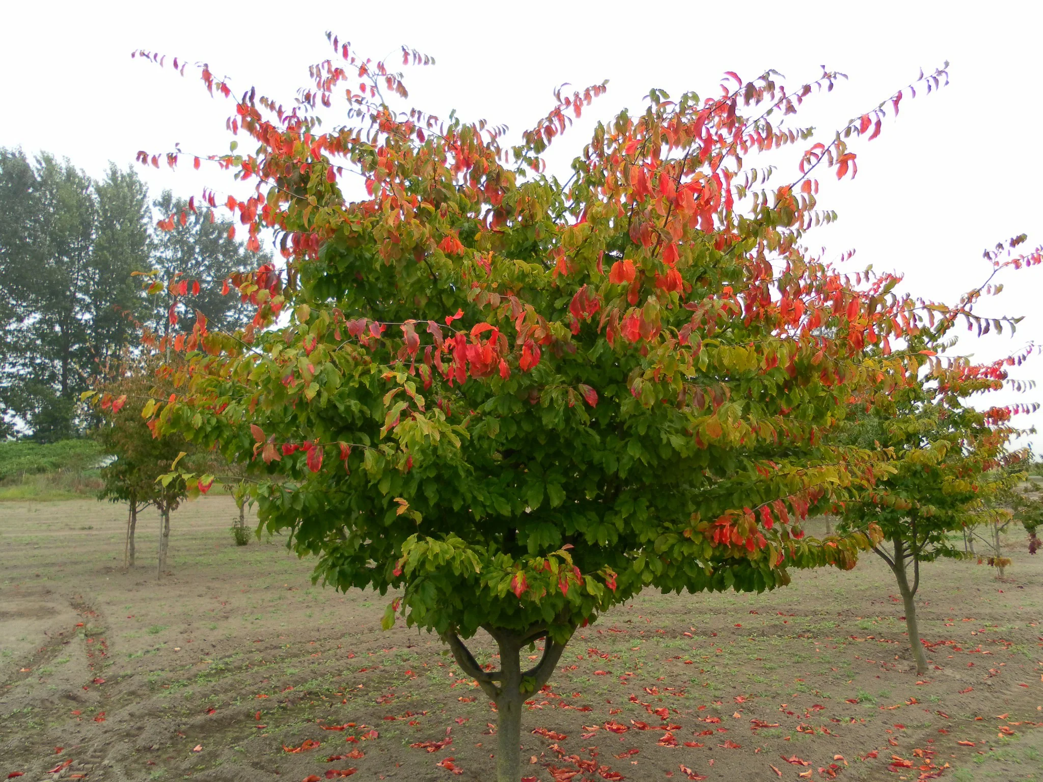 Persian Ironwood (Parrotia persica)