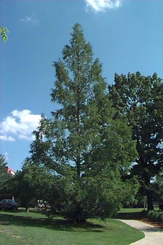 Dawn Redwood - Metasequoia glyptostroboides
