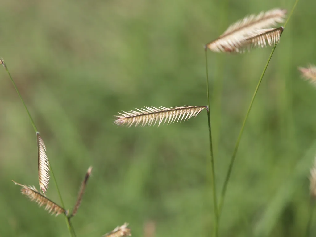 Bouteloua gracilis ( Blue Grama Grass)