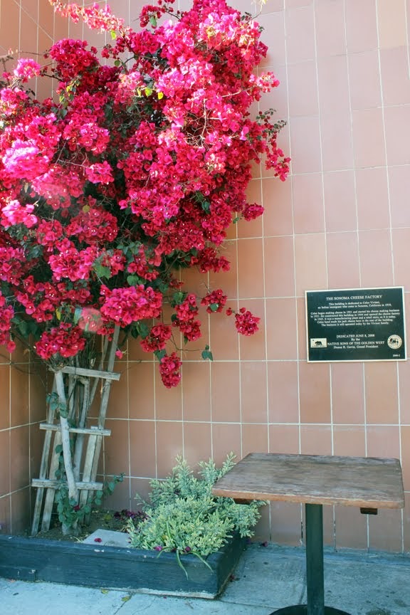 Bougainvillea.jpg