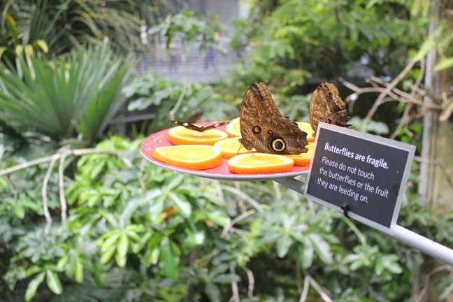 Butterflies1.jpg
