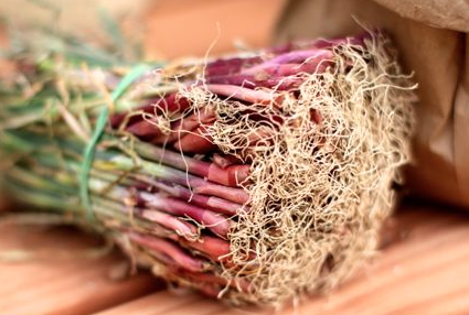 onion sets, ready to go into the ground!