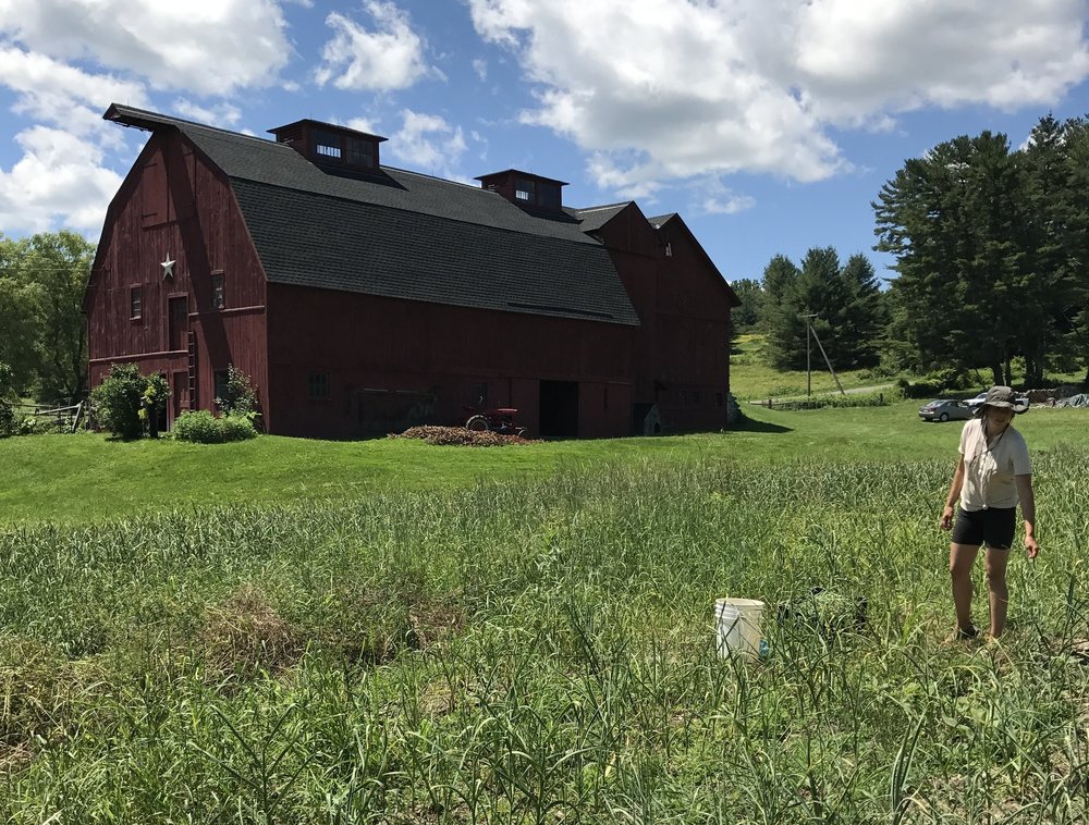 Our garlic patch in 2017! We began the business as farmers and have evolved to working directly with regional organic farms to maintain our commitment to sustainable agriculture and local food.