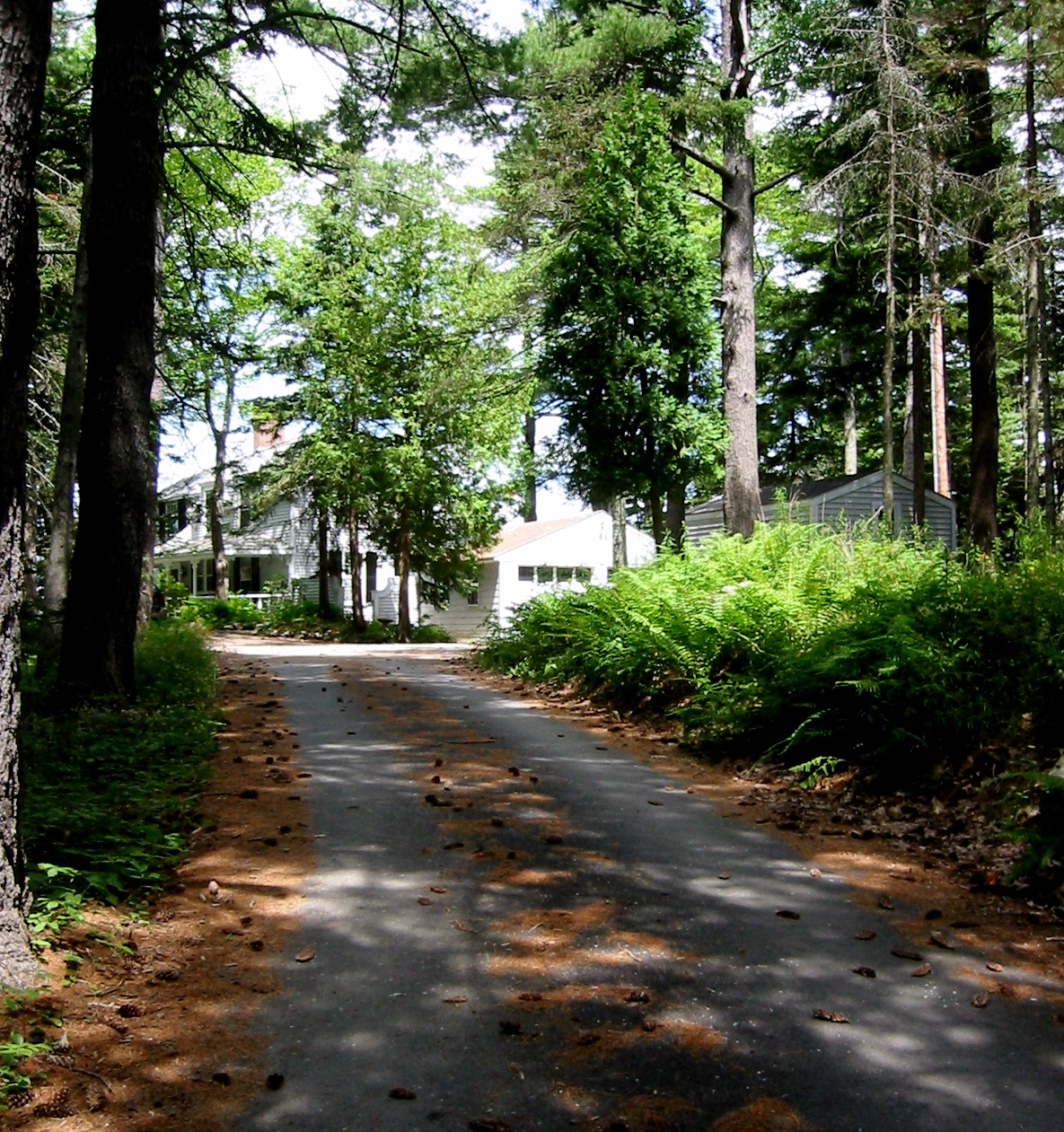  White pines line the drive up to the main estate. 