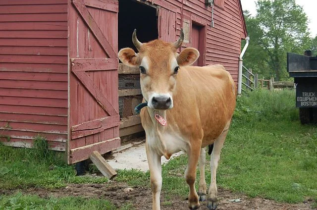 640px-Cute_Jersey_Cow.jpg