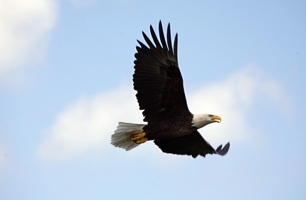  Bald eagles can be spotted flying around the island.&nbsp; 