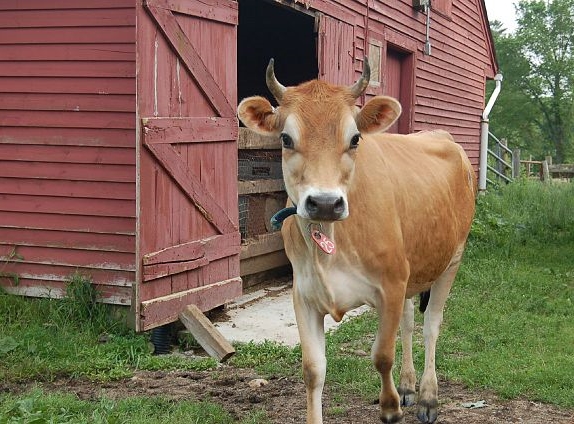  Smith Family Farm's offers organic, raw milk and their farm is only a 10 minute drive from Eagle Cliff.&nbsp; 