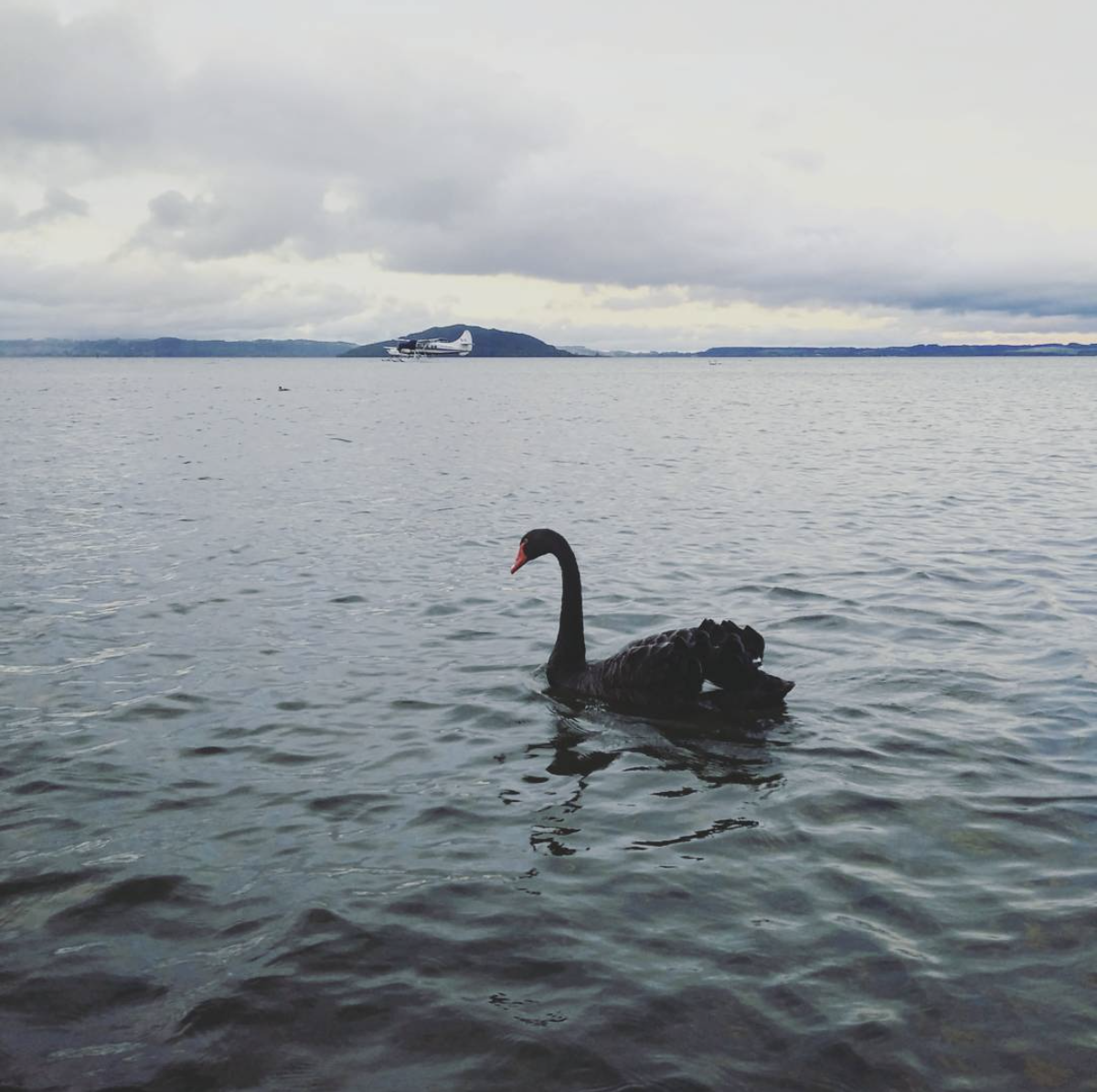 Black swans around the lake