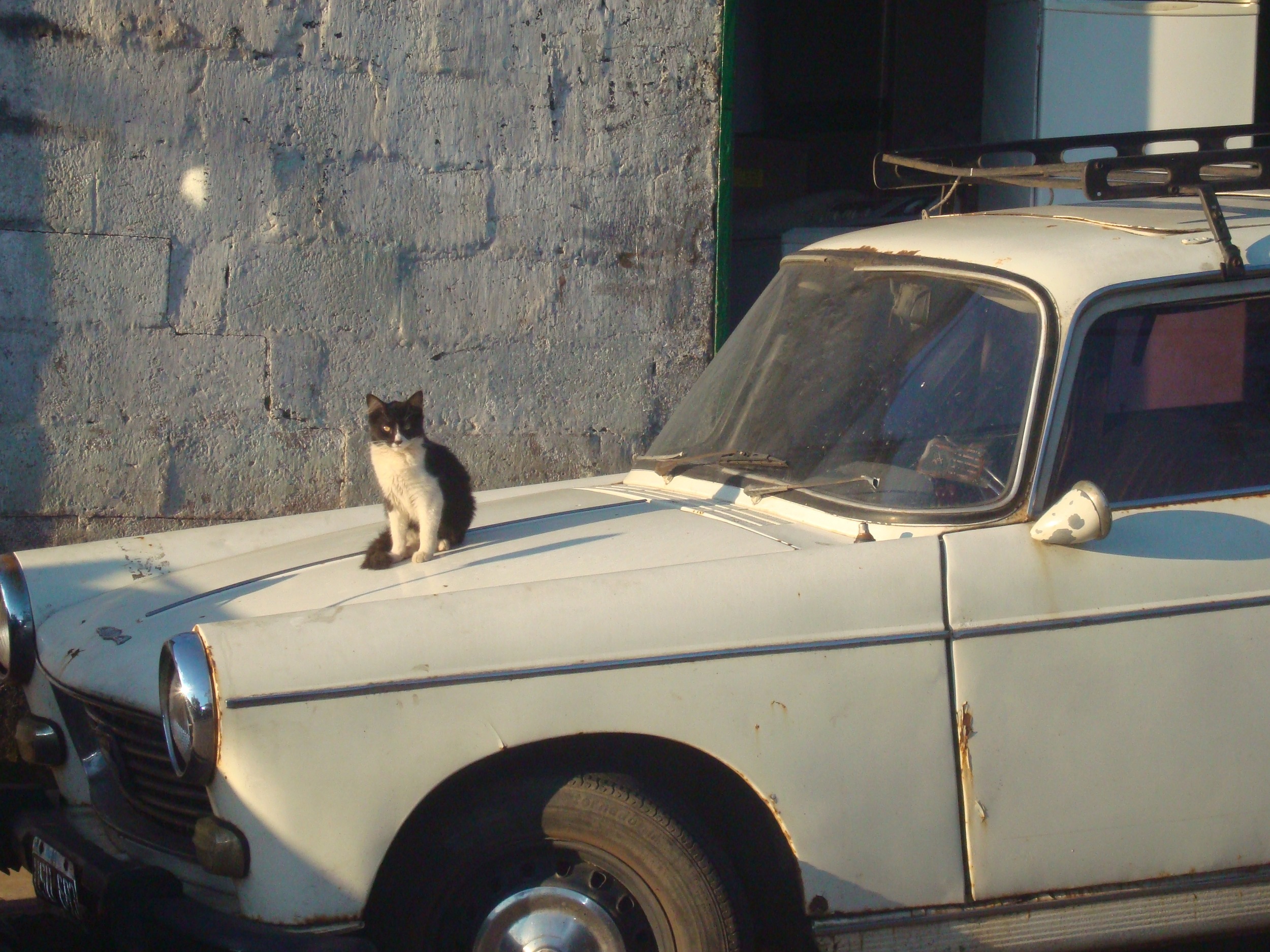 A cat stares me down