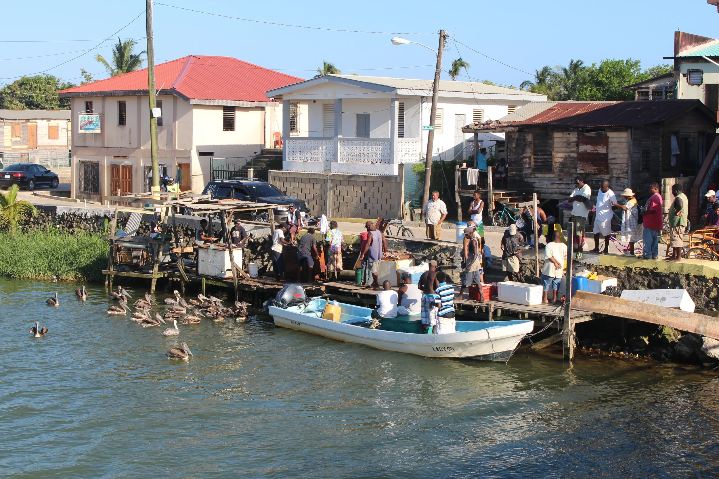 Birds await the fisherman's haul in Dangriga