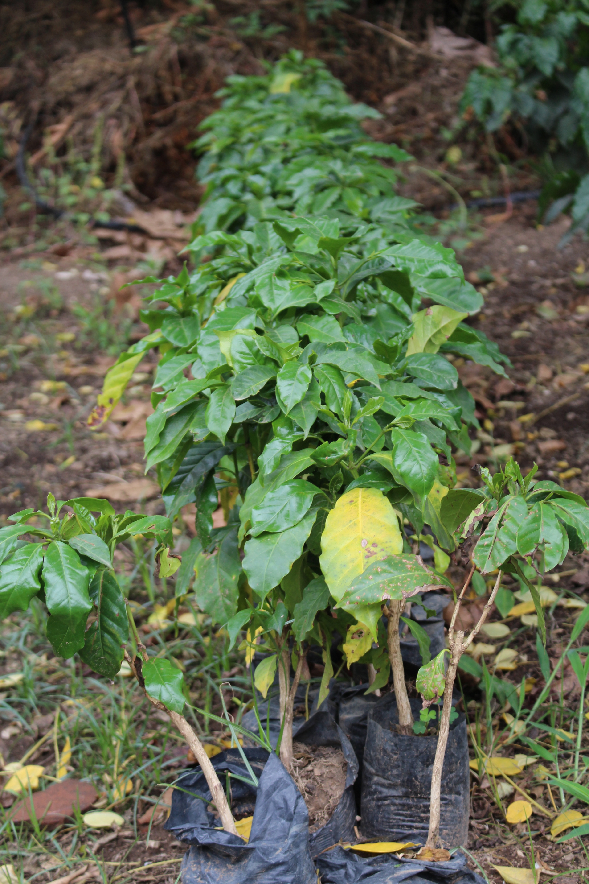 Coffee in the early stages of growth
