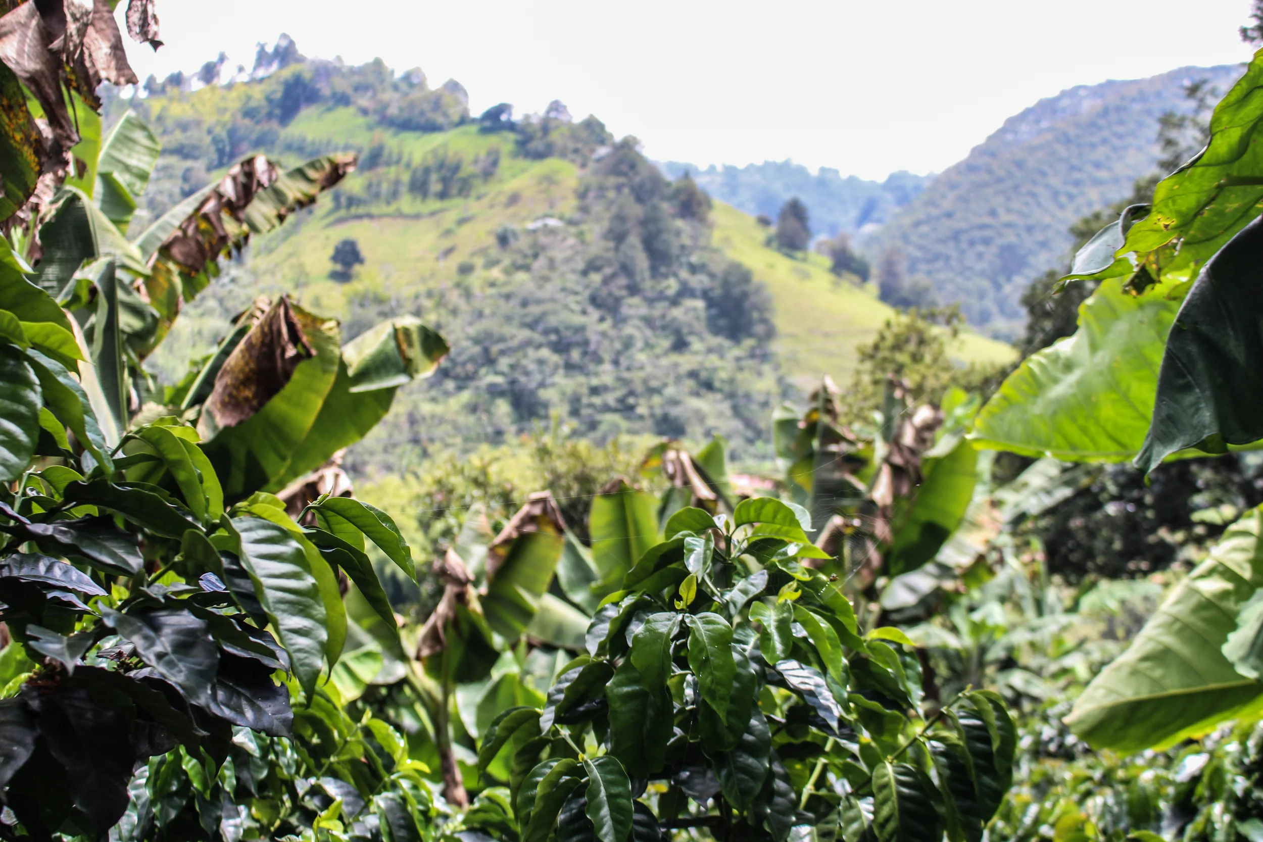 The leaves of coffee plants with the sweeping hills beyond