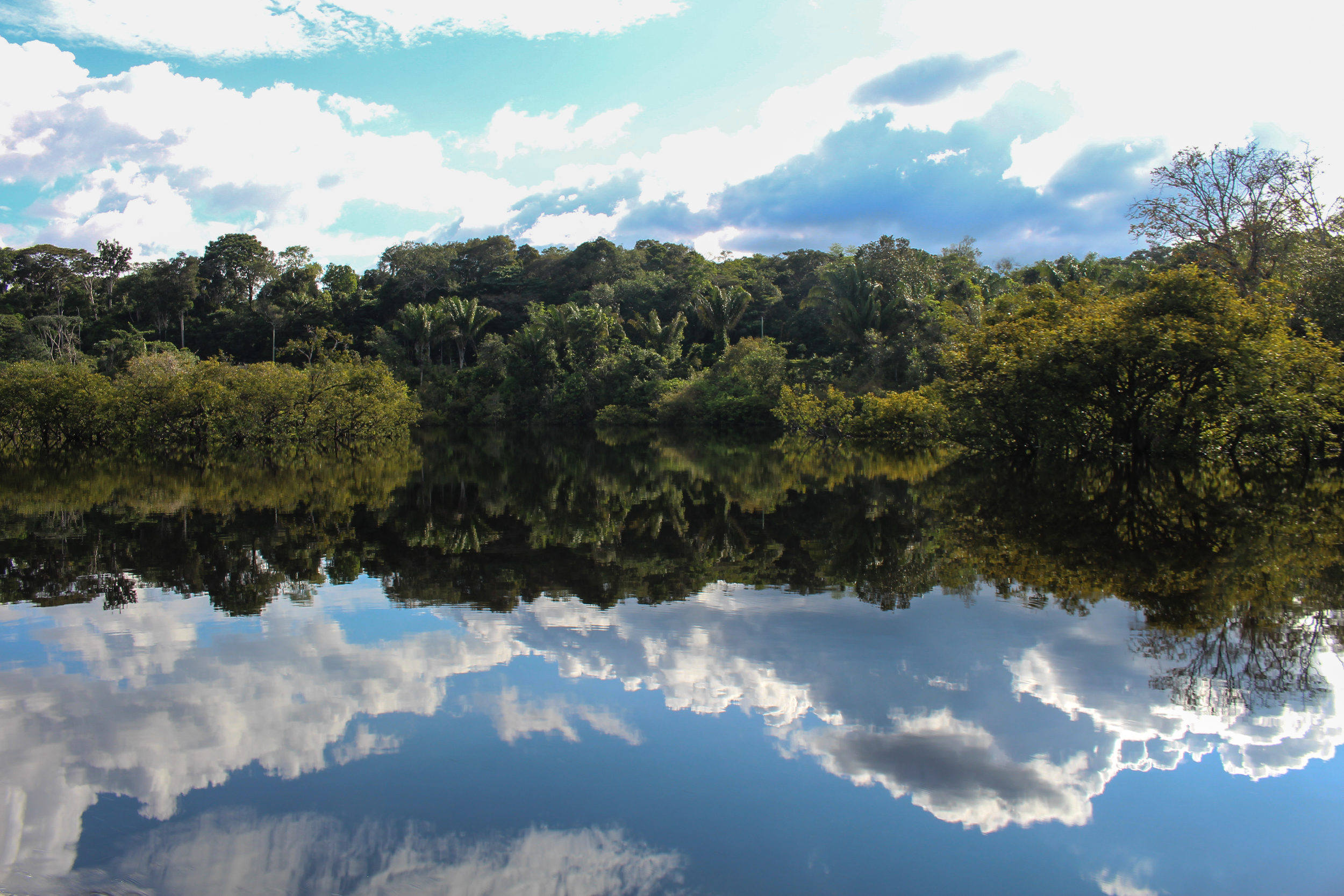 Amazonal reflectivity 