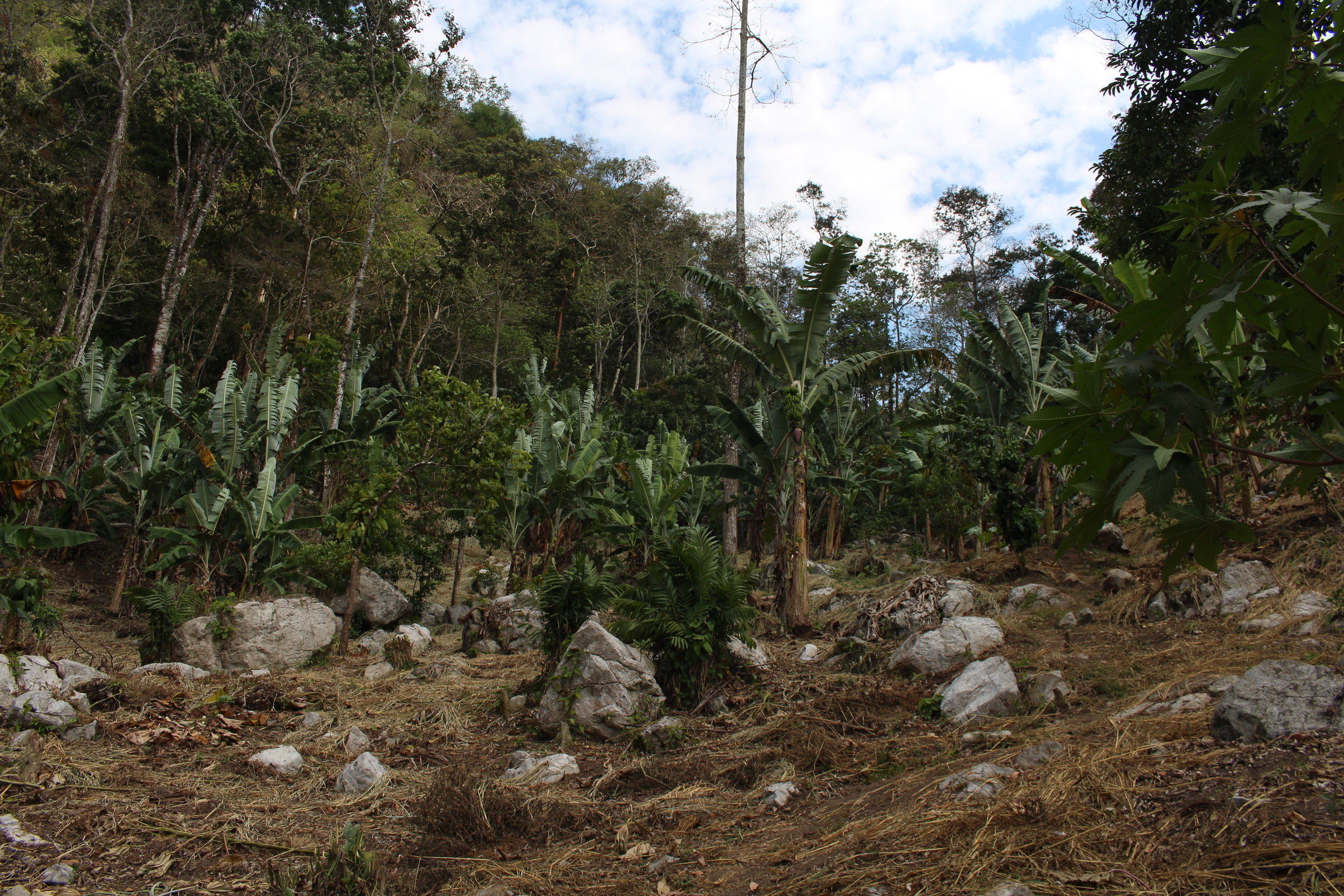 Deforestation is harming Honduras.