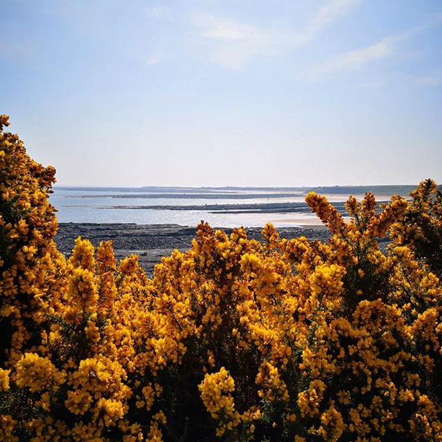 The Northumberland coastline, complete with Easter gorse #dustanburgh #northumberland