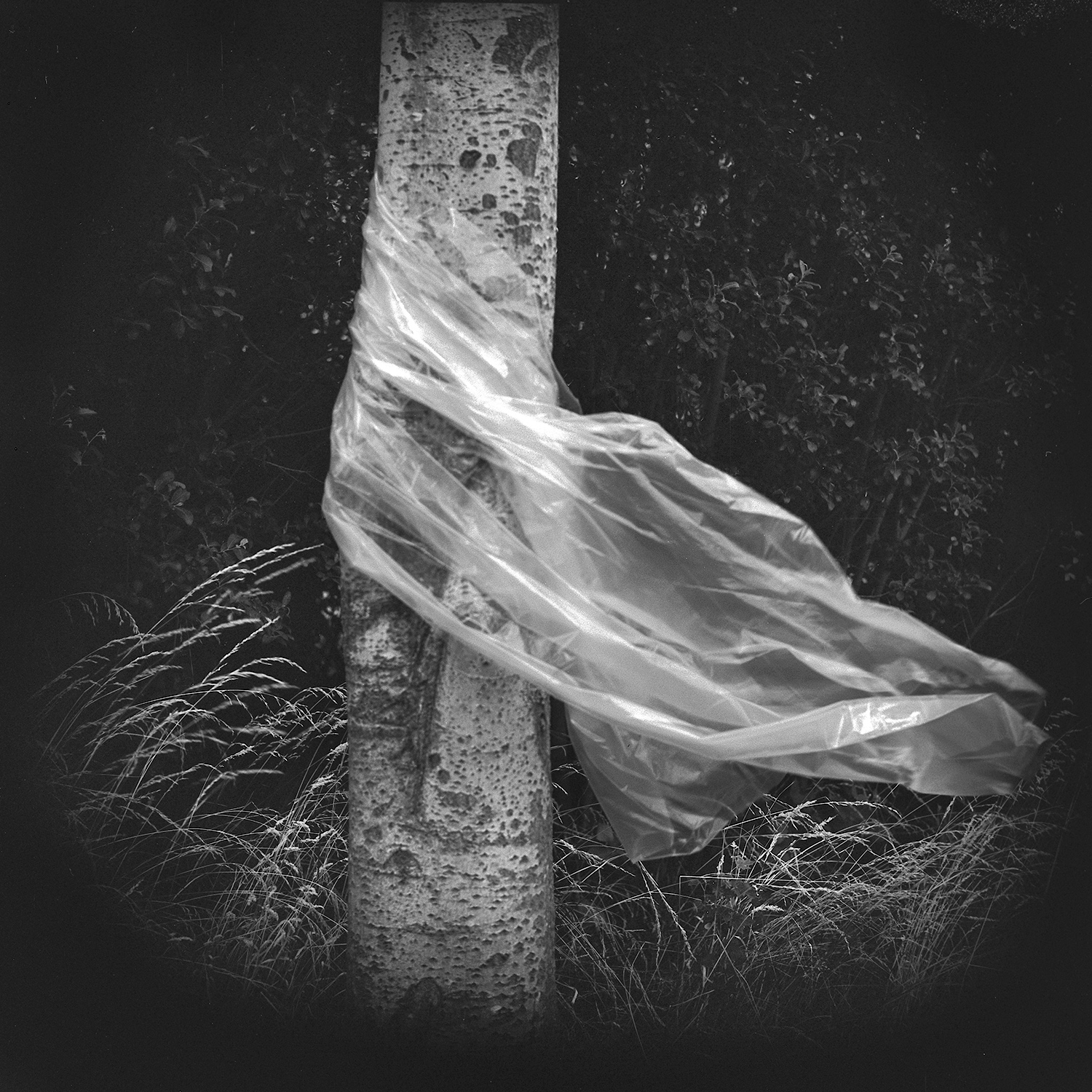 Forest's Breath