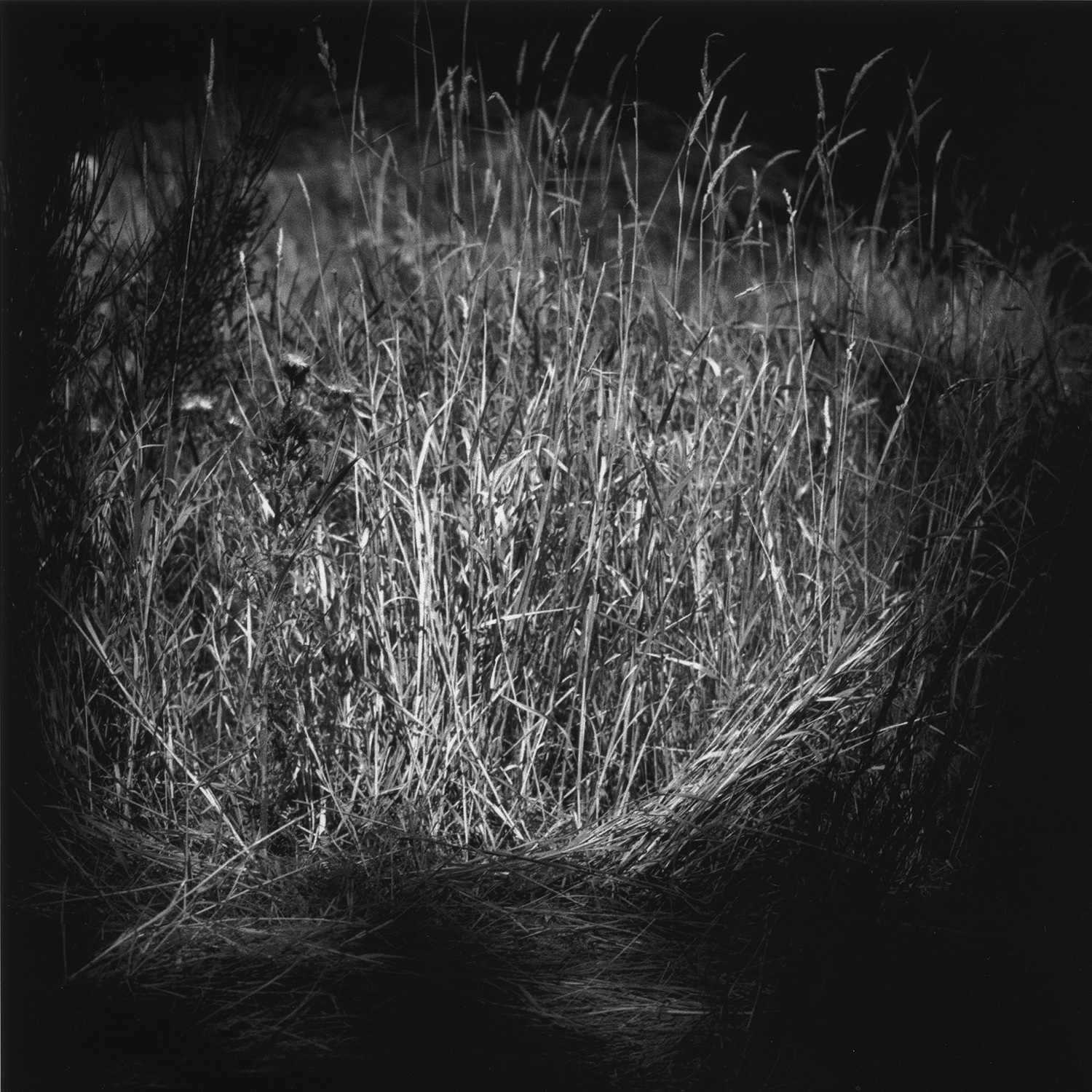 Nest