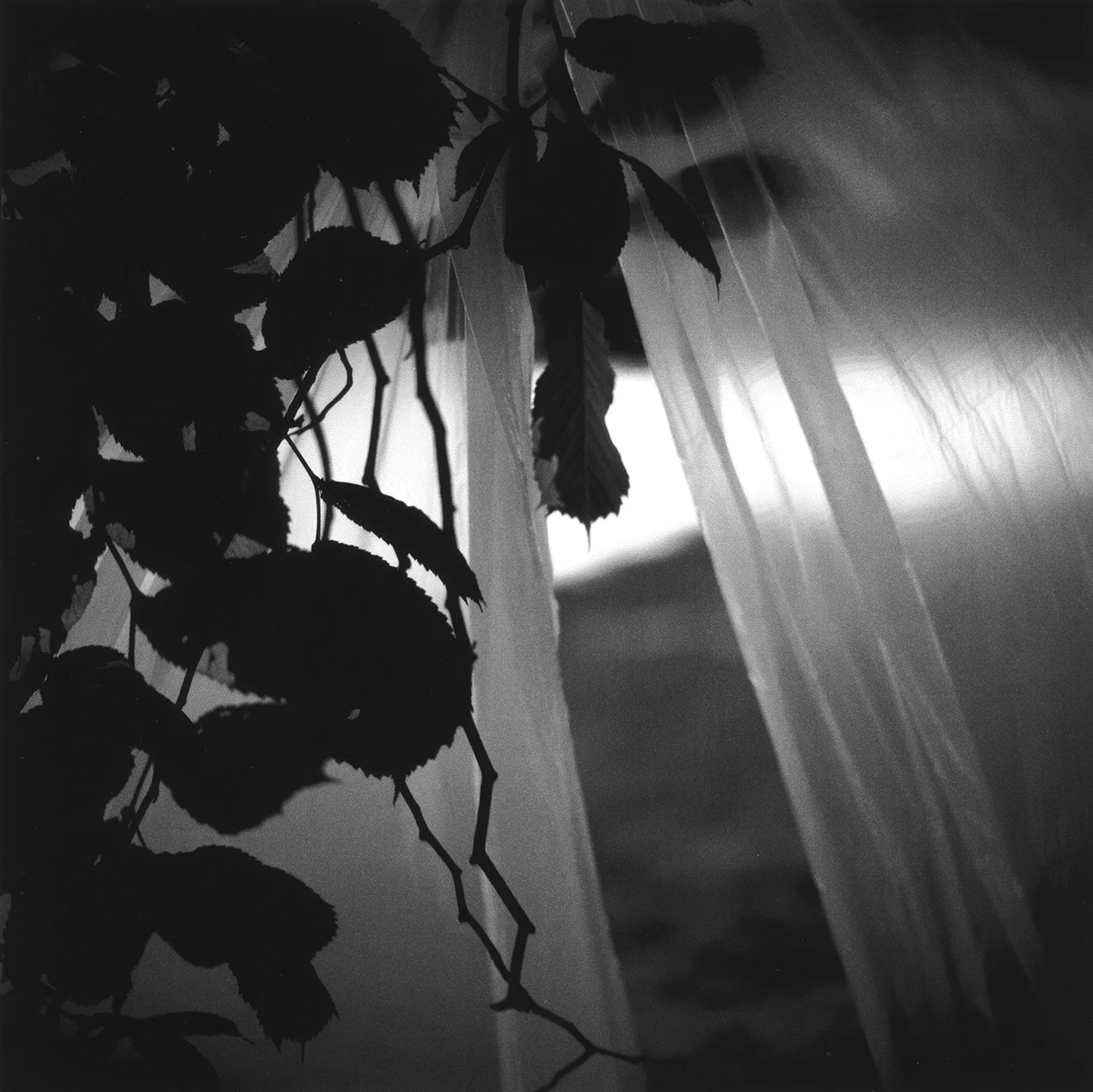 Wandering Light